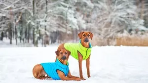 Фото №3 Курточка CoLLaR AiryVest двухсторонняя красно-черная размер S 30 для собак (1614)