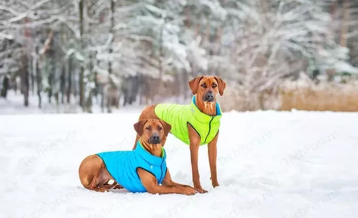 Фото №4 Курточка CoLLaR AiryVest двухсторонняя красно-черная размер S 30 для собак (1614)